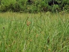 Schoenoplectiella mucronata Ricefield bulrush, Bog bulrush