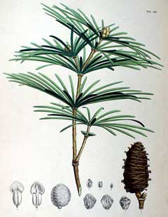 Sciadopitys verticillata Umbrella Pine, Japanese Umbrella Pine