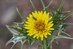 Scolymus_maculatus Spotted Golden Thistle