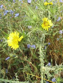 Scolymus_maculatus Spotted Golden Thistle