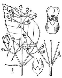 Scrophularia marilandica Carpenter