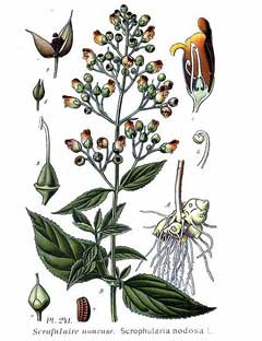 Scrophularia nodosa Knotted Figwort, Woodland figwort