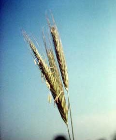 Secale hybrids Perennial cereal rye