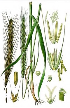 Secale hybrids Perennial cereal rye