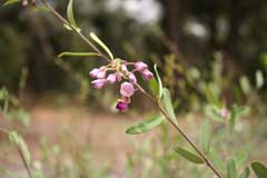 Securidaca longipedunculata Violet Tree