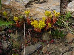 Sedum lanceolatum Spearleaf Stonecrop, Subalpine stonecrop