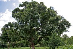 Semecarpus anacardium Marking Nut Tree. Oriental Cashew