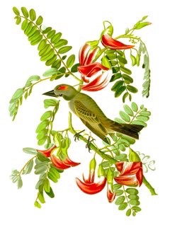 Sesbania grandiflora Vegetable Hummingbird, Agati,
