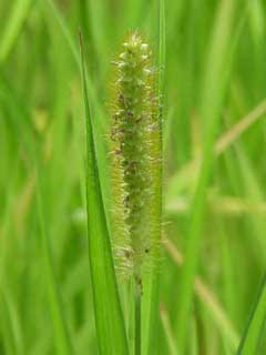 Setaria pumila Yellow Bristle Grass,  	Yellow foxtail, Cattail grass