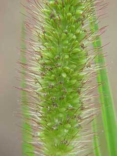 Setaria viridis Green Bristle Grass