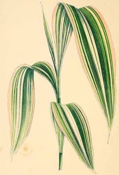 Setaria palmifolia Highland Pitpit. Palm Grass