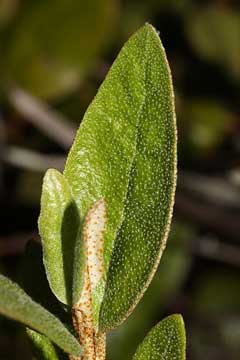 Shepherdia canadensis Buffalo Berry, Russet buffaloberry, Canada Buffaloberry