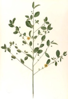 Sida rhombifolia Broom Jute. Common Sida. Arrow-leaf Sida