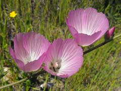 Sidalcea neomexicana New Mexico Prairie Mallow, Salt spring checkerbloom, Thurber