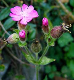 Silene dioica Red Campion, Red catchfly