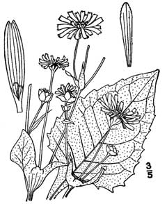 Silphium perfoliatum Cup Plant, Rosinweed