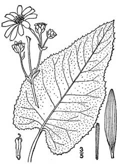 Silphium Terebinthinaceum Prairie Dockm, Prairie rosinweed, Lucy Braun