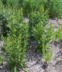 Silphium integrifolium Prairie Rosinweed