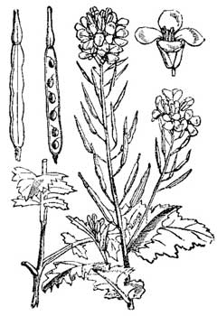 Sinapis arvensis Charlock, Charlock mustard, Wild mustard