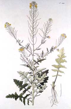 Sisymbrium loeselii Small tumbleweed mustard