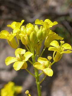 Sisymbrium loeselii Small tumbleweed mustard