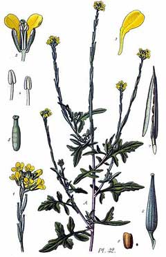 Sisymbrium officinale Hedge Mustard