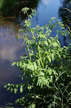 Sium latifolium Water Parsnip, Wideleaf waterparsnip