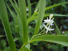 Smilacina stellata Star-Flowered Lily Of The Valley