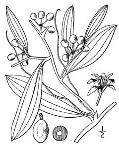Smilax laurifolia Laurel Greenbrier