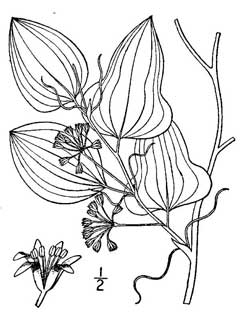 Smilax pseudochina False China Root
