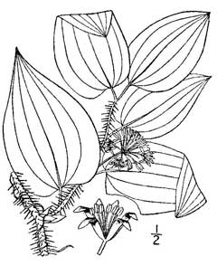 Smilax tamnoides Bristly Greenbrier