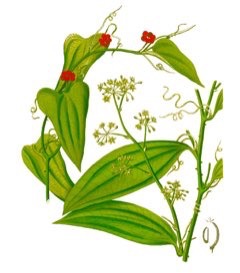 Smilax aristolochiifolia Mexican Sarsaparilla