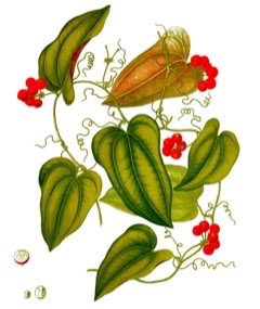 Smilax aristolochiifolia Mexican Sarsaparilla