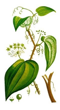 Smilax officinalis Honduran sarsaparilla