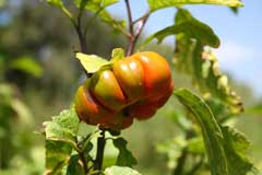 Solanum aethiopicum Mock Tomato, Ethiopian nightshade