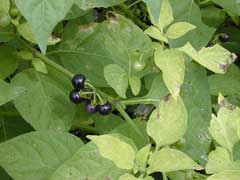 Solanum cari American Nightshade, American black nightshade