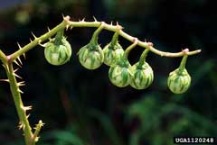 Solanum carolinense Horse Nettle, Carolina horsenettle