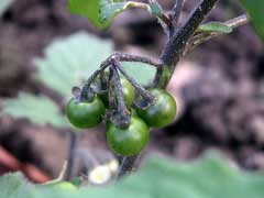 Solanum luteum 