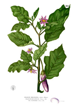 Solanum melongena Aubergine, Eggplant