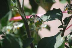 Solanum retroflexum Sunberry