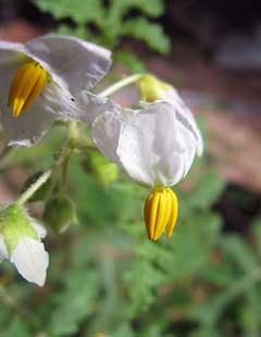 Solanum sisymbriifolium Sticky Nightshade