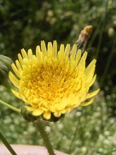 Sonchus asper Prickly Sow Thistle, Spiny sowthistle