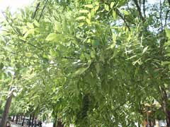 Styphnolobium japonicum Japanese Pagoda Tree, Scholar Tree