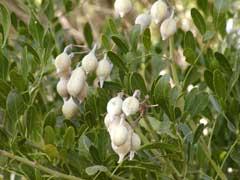Sophora secundiflora Mescal Bean, Texas Mountain Laurel