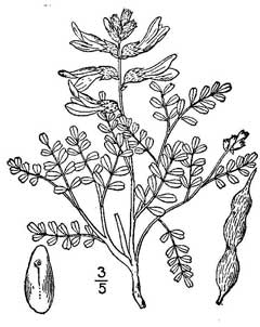 Sophora sericea Silky Sophora