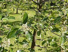 Sorbus devoniensis Devon Whitebeam