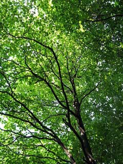 Sorbus japonica 