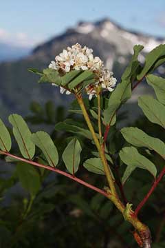 Sorbus sitchensis Sitka Mountain Ash, Western mountain ash
