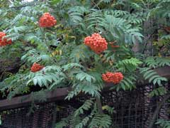 Sorbus species 