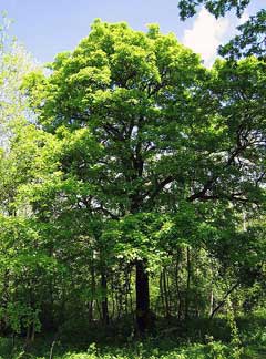 Sorbus torminalis Wild Service Tree, Checkertree